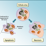 Bio – Apóptosis Celular