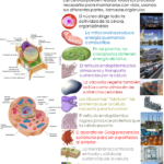 Bio – Funcionamiento de las células