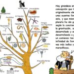 Socio – Diversas especies