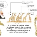 Socio – Teoría de Darwin