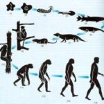 Socio – Teoría de la Evolución todos los seres vivos