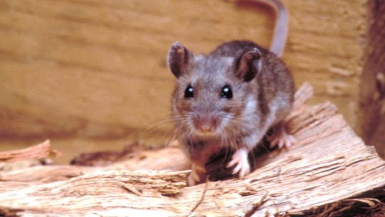 Sedes La Paz reporta dos muertes por hantavirus El Diario Bolivia