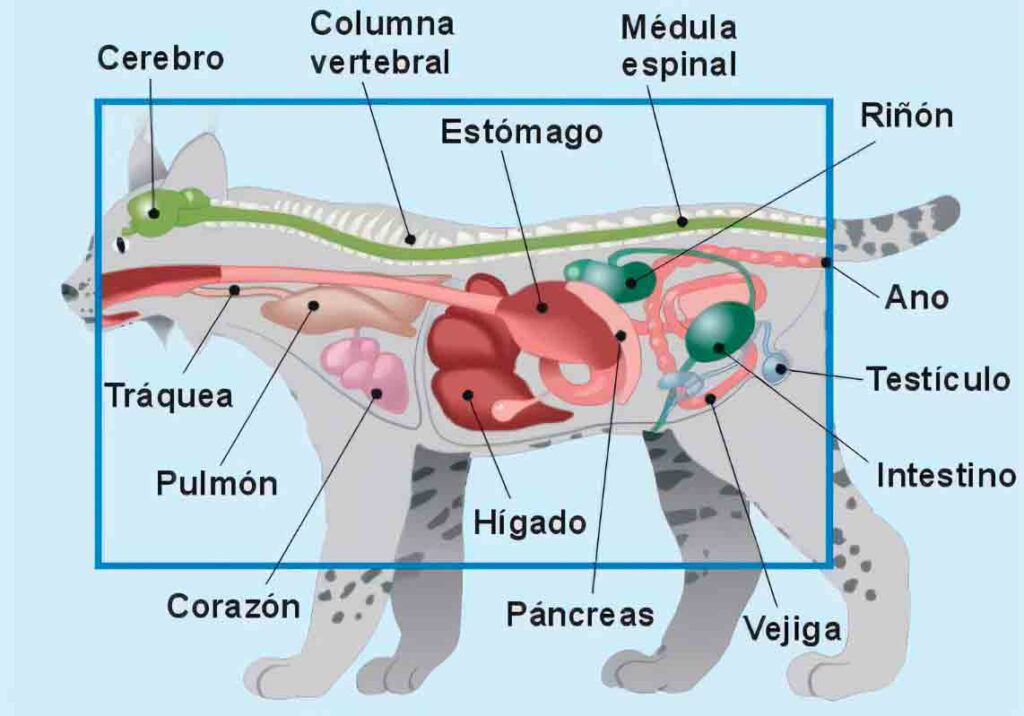 Algo sobre los animales vertebrados - El Diario - Bolivia